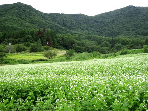 信濃町黒姫山麓の傾斜地にある蕎麦畑