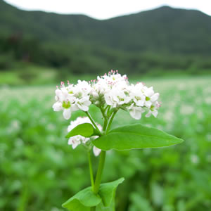 蕎麦の花の写真